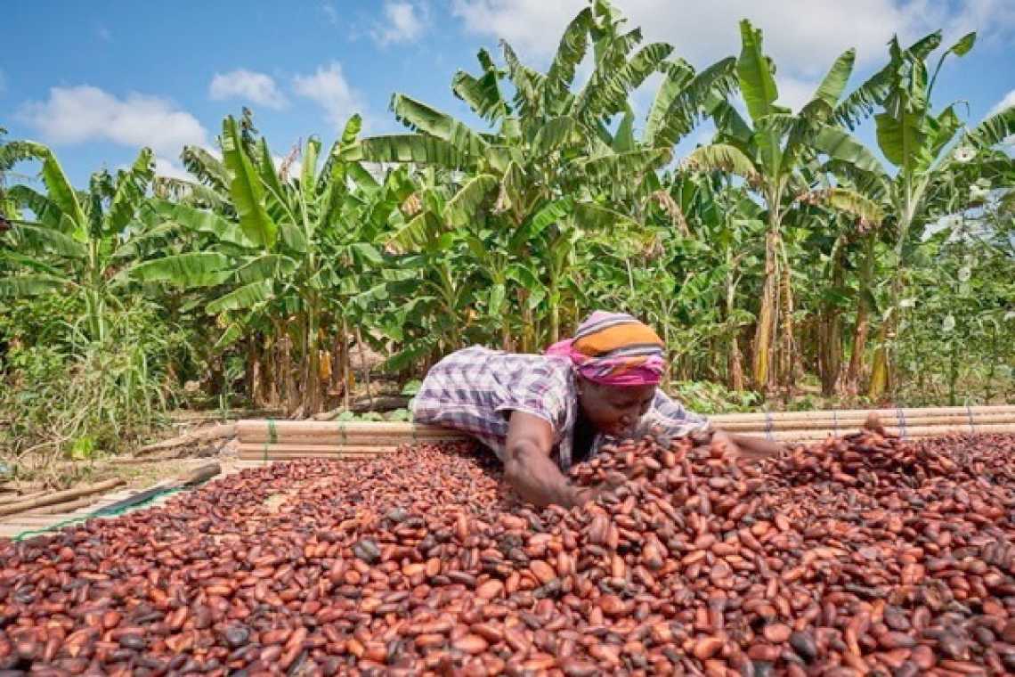 "Stop the Cocoa Politics": National Best Farmer Calls for Legal Shield for Ghana’s Cocoa Industry